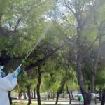 Ξεκίνησαν οι απαραίτητοι ψεκασμοί στα πεύκα της πόλης μας για την αντιμετώπιση της κάμπιας